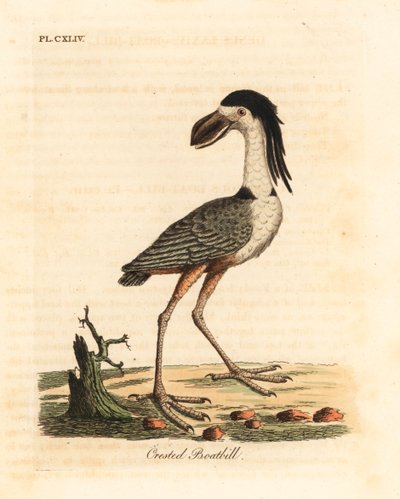 Båtnebbhegre, Cochlearius cochlearius (toppnebb eller kinernebb, Cancroma cochlearia). Håndfarget kobberplate tegnet og gravert av John Latham fra hans egen A General History of Birds, Winchester av John Latham