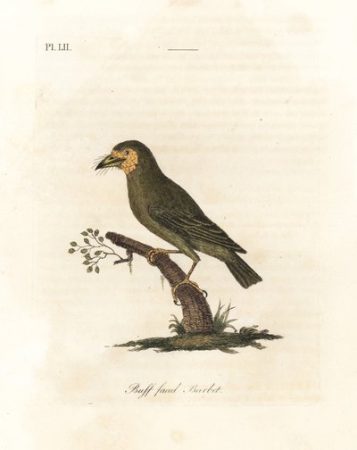 Brunhodet barbet, Megalaima zeylanica? (Buff-faced barbet, Bucco lathami). Fra et eksemplar merket Megalaima lathami i British Museum. Håndfarget kobberplate tegnet og gravert av John Latham fra hans egen A General History of Birds, Winchester av John Latham