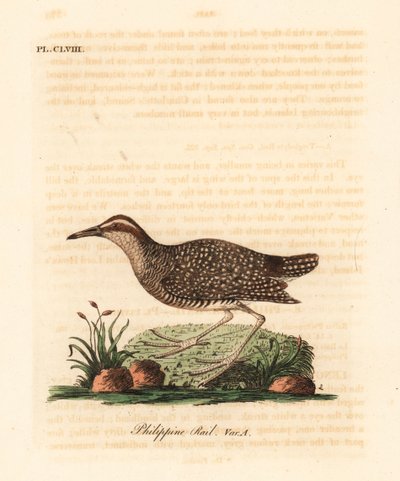 Buff-banded rail, Gallirallus philippensis (filippinsk skinne, Rallus philippensis). Håndfarget kobberplate tegnet og gravert av John Latham fra hans egen A General History of Birds, Winchester av John Latham
