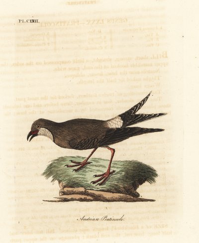 Kragepratincole, Glareola pratincola (østerriksk pratincole, Glareola austriaea). Håndfarget kobberplate tegnet og gravert av John Latham fra hans egen A General History of Birds, Winchester av John Latham