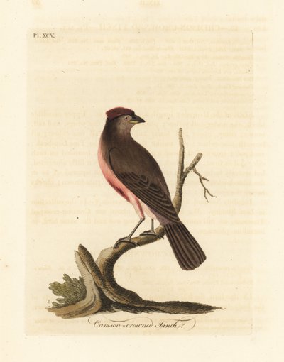 Vanlig rødbarke, Carduelis flammea (Crimson-kronfink, Fringilla flammea). Håndfarget kobberplate tegnet og gravert av John Latham fra hans egen A General History of Birds, Winchester av John Latham