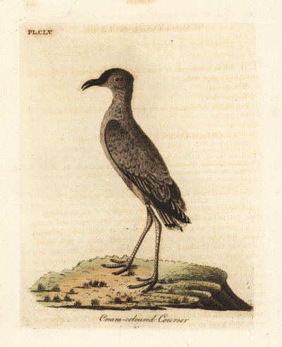 Kremfarget kurser, Cursorius-markør (Cursorius europaeus). Håndfarget kobberplate tegnet og gravert av John Latham fra hans egen A General History of Birds, Winchester av John Latham