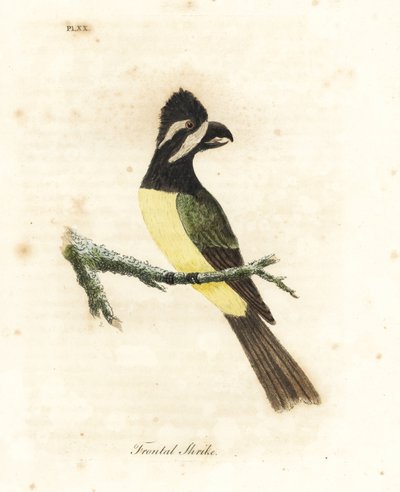 Toppskrikepetit, Falcunculus frontatus (Frontalis, Lanius frontatus). Håndfarget kobberplate tegnet og gravert av John Latham fra hans egen A General History of Birds, Winchester av John Latham
