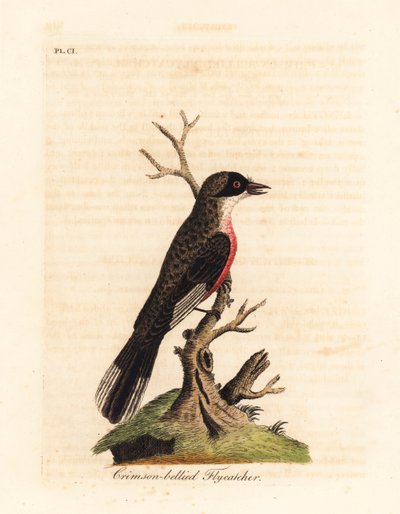 Crimson-bellied fluesnapper, Muscicapa coccinigastra. Ukjente fuglearter kopiert fra en illustrasjon av Port Jackson Painter. Håndfarget kobberplate tegnet og gravert av John Latham fra hans egen A General History of Birds, Winchester av John Latham