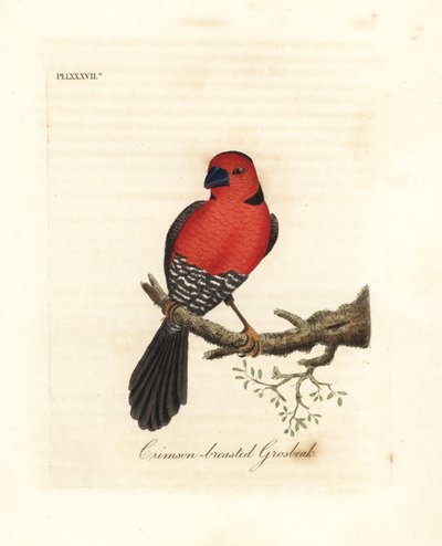 Crimson-breasted grosbeak. Ukjente eller muligens utdødde arter av grosbeak hjemmehørende i Afrika. Håndfarget kobberplate tegnet og gravert av John Latham fra hans egen A General History of Birds, Winchester av John Latham