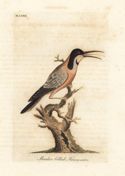 Østlig ryggnebb, Acanthorhynchus tenuirostris (Slanknebbhonningspiser, Certhia tenuirostris). Australia. Håndfarget kobberplate tegnet og gravert av John Latham fra hans egen A General History of Birds, Winchester av John Latham