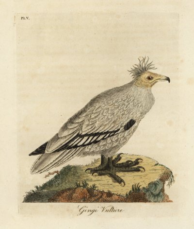 Egyptisk gribb, Neophron percnopterus ginginianus.1824 (gravering) av John Latham