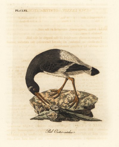 Eurasisk eller fotøsters, Haematopus ostralegus. Håndfarget kobberplate tegnet og gravert av John Latham fra hans egen A General History of Birds, Winchester av John Latham