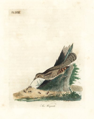 Eurasian wryneck, Jynx torquilla (Junx torquilla). Håndfarget kobberplate tegnet og gravert av John Latham fra hans egen A General History of Birds, Winchester av John Latham