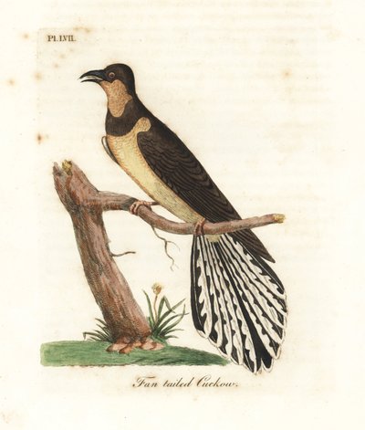 Viftehalegjøk, Cacomantis flabelliformis (Viftehalegjøk, Cuculus flabelliformis). Håndfarget kobberplate tegnet og gravert av John Latham fra hans egen A General History of Birds, Winchester av John Latham