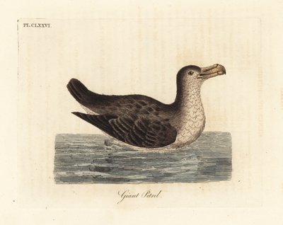 Kjempepetrel, Macronectes giganteus (som Precellaria gigantea, feil for Procellaria gigantea). Håndfarget kobberplate tegnet og gravert av John Latham fra hans egen A General History of Birds, Winchester av John Latham