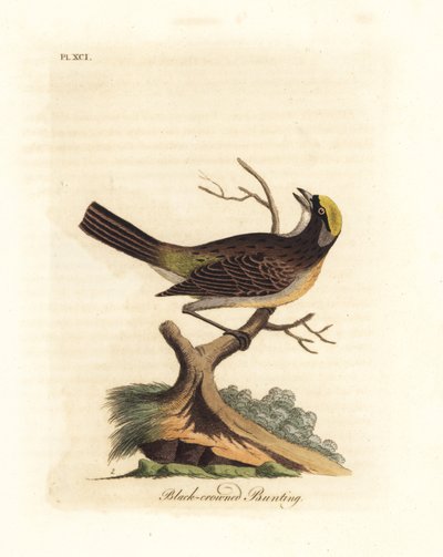 Gullkronet spurv, Zonotrichia atricapilla (Sort-kronet spurv, Emberiza atricapilla). Håndfarget kobberplate tegnet og gravert av John Latham fra hans egen A General History of Birds, Winchester av John Latham