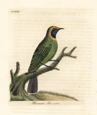 Gullfrontbladfugl, Chloropsis aurifrons. (Hurruwa bieter, India.) Håndfarget kobberplate tegnet og gravert av John Latham fra hans egen A General History of Birds, Winchester av John Latham