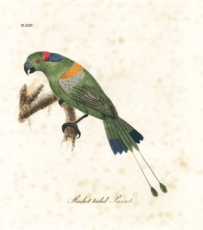 Gullmantlet racket-hale, Prioniturus platurus (Racket-tailed papegøye). Håndfarget kobberplate tegnet og gravert av John Latham fra hans egen A General History of Birds, Winchester av John Latham