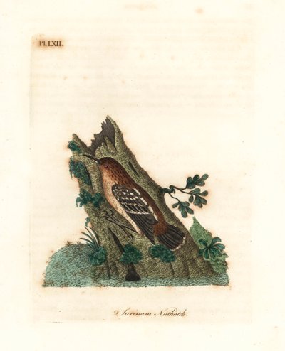 Guianan gatemyrtre, Myrmotherula surinamensis. Sårbar. (Surinam nuthatch, Sitta surinamensis.) Håndfarget kobberplate tegnet og gravert av John Latham fra hans egen A General History of Birds, Winchester av John Latham