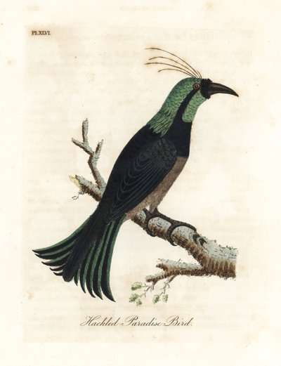 Hackled paradisfugl, muligens en hybrid eller utdødd art. Tegnet fra et eksemplar i samlingen til general Davies. Håndfarget kobberplate tegnet og gravert av John Latham fra hans egen A General History of Birds, Winchester av John Latham