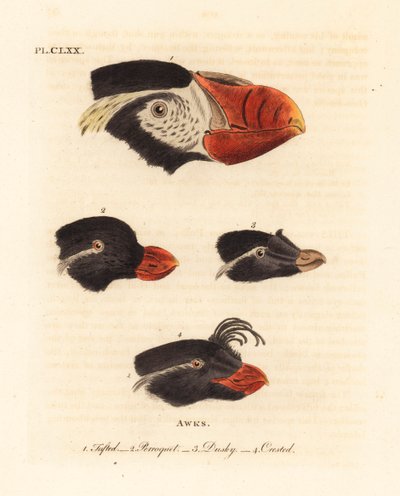 Hoder av tuftet lunde, Fratercula cirrhata 1, parakitt auklet, Aethia psittacula 2, og crested auklet, Aethia cristatella 3,4. (Tufet awk, Alca cirrhata 1, Parrot awk, Alca psittacula 2, Dusky awk, Alca tetracula 3 og Crested awk, Alca cristatella av John Latham