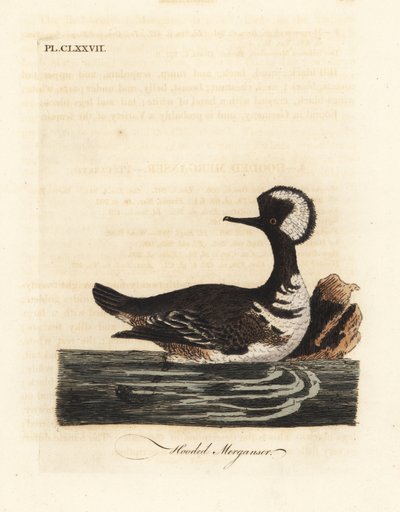 Hettebukk, Lophodytes cucullatus (Mergus cucullatus). Håndfarget kobberplate tegnet og gravert av John Latham fra hans egen A General History of Birds, Winchester av John Latham