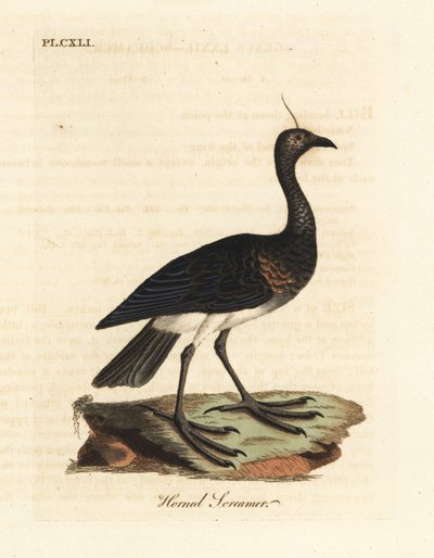 Hornet skriker, Anhima cornuta (Palamedea cornuta). Håndfarget kobberplate tegnet og gravert av John Latham fra hans egen A General History of Birds, Winchester av John Latham
