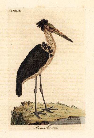 Mindre adjutant, Leptoptilos javanicus. Sårbar. (Modun skull.) Håndfarget kobberplate tegnet og gravert av John Latham fra hans egen A General History of Birds, Winchester av John Latham