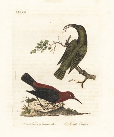 Mindre akialoa, Hemignathus obscurus (utdødd) og kardinalmyzomela, Myzomela cardinalis. (Kroknebbet grønn honning-eter, Certhia obscura, hjemmehørende på Hawaii, og kardinal honning-eter, Certhia cardinalis, hjemmehørende i Tanna, Vanuatu.) Håndfarget kobb av John Latham