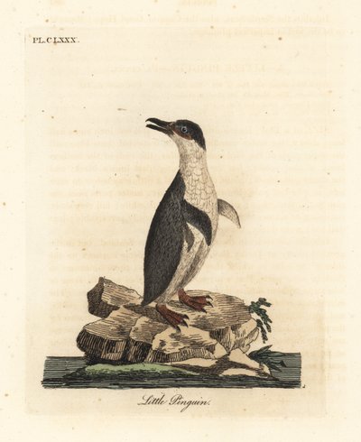 Liten pingvin, Eudyptula minor, eller hvitfløyet pingvin, Eudyptula minor albosignata (Aptenodytes minor). Håndfarget kobberplate tegnet og gravert av John Latham fra hans egen A General History of Birds, Winchester av John Latham