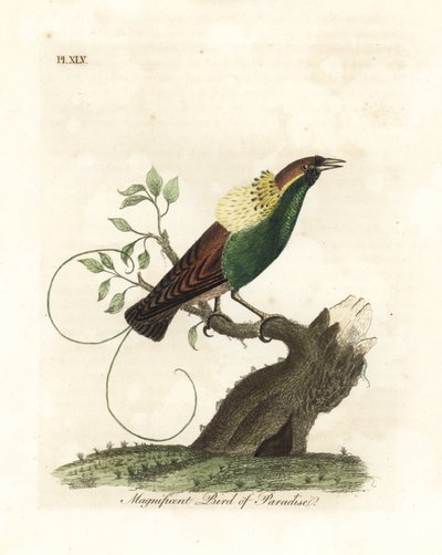 Storslått paradisfugl, Diphyllodes magnificus (Paradisea magnifica). Håndfarget kobberplate tegnet og gravert av John Latham fra hans egen A General History of Birds, Winchester av John Latham
