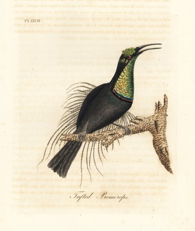 Storslått riflebird, Ptiloris magnificus (Tufet promerops). Tegnet fra et eksemplar i Bullock