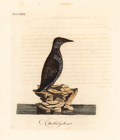 Marmorert murrelet, Brachyramphus marmoratus. Truet. (Marmorert murrelet, Uria marmorata.) Håndfarget kobberplate tegnet og gravert av John Latham fra hans egen A General History of Birds, Winchester av John Latham