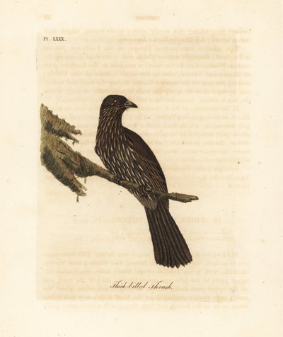 New Zealand South Island piopio, Turnagra capensis. Utryddet. (Tykknebbtrost, Turdus crassirostris.) Håndfarget kobberplate tegnet og gravert av John Latham fra hans egen A General History of Birds, Winchester av John Latham