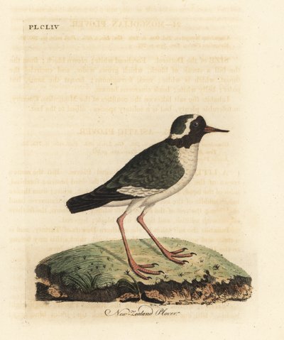 Nyzealandsk håvefugl, Charadrius obskur (Charadrius novae Zealandiae). Truet. Håndfarget kobberplate tegnet og gravert av John Latham fra hans egen A General History of Birds, Winchester av John Latham
