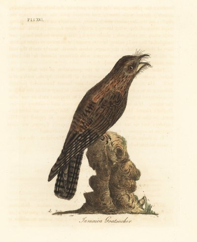 Nordlig potoo, Nyctibius jamaicensis (jamaicansk geitesuger, Caprimulgus jamaicensis). Håndfarget kobberplate tegnet og gravert av John Latham fra hans egen A General History of Birds, Winchester av John Latham