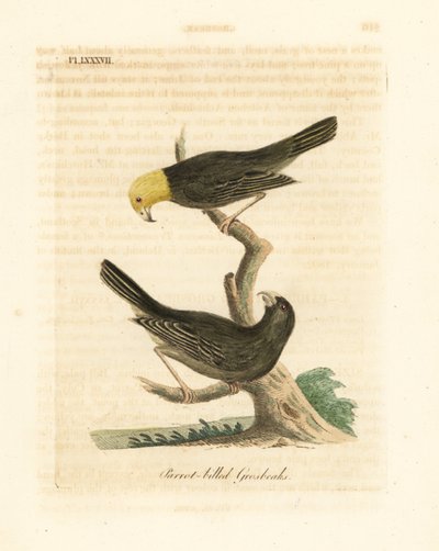 Eller, Psittirostra psittacea, hann (øverst) og hunn. Kritisk truet, muligens utdødd. (Papegøyenebb, Loxia psittacea). Håndfarget kobberplate tegnet og gravert av John Latham fra hans egen A General History of Birds, Winchester av John Latham