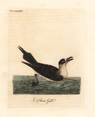 Snyltejager, arktisk fjære eller parasittisk fjære, Stercorarius parasiticus (polarmåke, Larus parasiticus). Håndfarget kobberplate tegnet og gravert av John Latham fra hans egen A General History of Birds, Winchester av John Latham