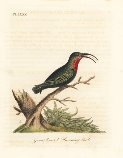 Lilla-strupet karib, Eulampis jugularis (Granet-strupe kolibri, Trochilus granatinus). Håndfarget kobberplate tegnet og gravert av John Latham fra hans egen A General History of Birds, Winchester av John Latham