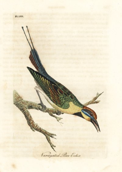 Regnbue-bi-eter, Merops ornatus (variert bi-eter). Australia. Håndfarget kobberplate tegnet og gravert av John Latham fra hans egen A General History of Birds, Winchester av John Latham