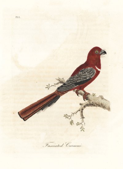 Rødhodet trogon, Harpactes erythrocephalus (Fasciated curucui, Trogon fasciatus). Håndfarget kobberplate tegnet og gravert av John Latham fra hans egen A General History of Birds, Winchester av John Latham