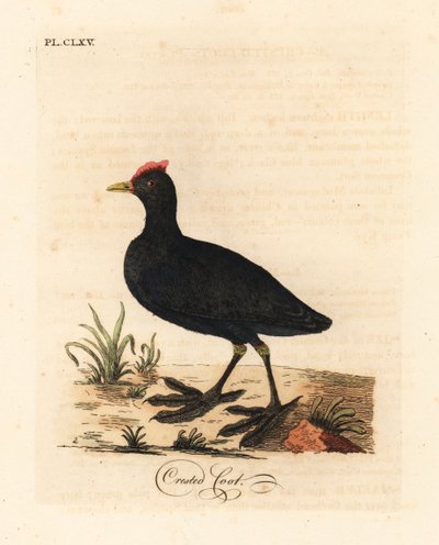 Rødknutede hønsehøne eller kamhønse, Fulica cristata. Håndfarget kobberplate tegnet og gravert av John Latham fra hans egen A General History of Birds, Winchester av John Latham
