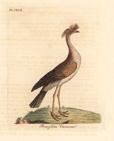 Rødbeint seriema eller crested cariama, Cariama cristata (brasiliansk cariama, Palamedea cristata). Håndfarget kobberplate tegnet og gravert av John Latham fra hans egen A General History of Birds, Winchester av John Latham