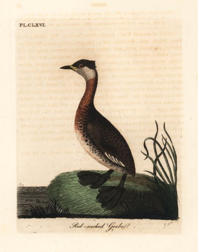 Red-necked grebe, Podiceps grisegena (Podiceps rubricollis). Handcoloured copperplate drawn and engraved by John Latham from his own A General History of Birds, Winchester   1175154   no       norwegian Successfully Translated  Original: Doublure in Levant av John Latham