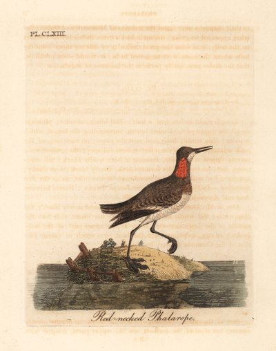 Rødhalset phalarope, Phalaropus lobatus (Phalaropus hyperboreus). Håndfarget kobberplate tegnet og gravert av John Latham fra hans egen A General History of Birds, Winchester av John Latham