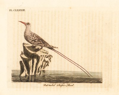 Rødhale tropefugl, Phaethon rubricauda (Phaeton phoenicurus). Håndfarget kobberplate tegnet og gravert av John Latham fra hans egen A General History of Birds, Winchester av John Latham