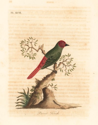 Rødstrupet papegøyefink, Eritrea psittacea (papegøyefink, Fringilla psittacea). Håndfarget kobberplate tegnet og gravert av John Latham fra hans egen A General History of Birds, Winchester av John Latham