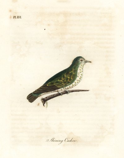 Skinnende bronse gjøk, Chrysococcyx lucidus (Skinne gjøk, Cuculus lucidus). Håndfarget kobberplate tegnet og gravert av John Latham fra hans egen A General History of Birds, Winchester av John Latham