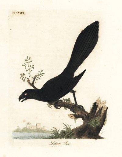 Glattnebb ani eller mindre ani, Crotophaga ani. Håndfarget kobberplate tegnet og gravert av John Latham fra hans egen A General History of Birds, Winchester av John Latham