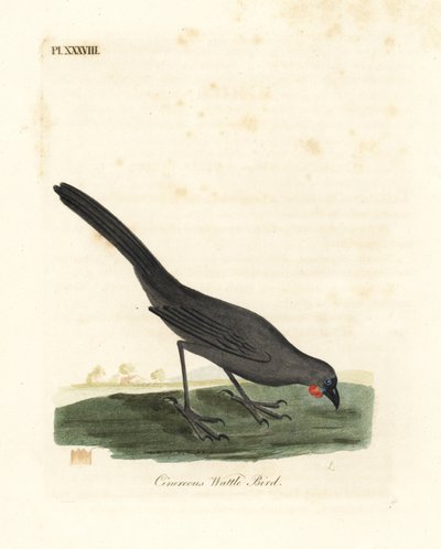 South Island, New Zealand kokako, Callaeas cinerea cinerea, erklært utdødd i 2007 (Cinereous wattle bird, Calloeas cinerea). Håndfarget kobberplate tegnet og gravert av John Latham fra hans egen A General History of Birds, Winchester av John Latham