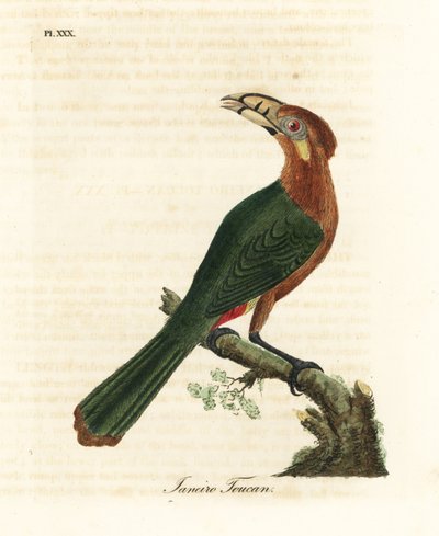 Flekknebbtukanet, Selenidera maculirostris, hunn. Janeiro tukan. Håndfarget kobberplate tegnet og gravert av John Latham fra hans egen A General History of Birds, Winchester av John Latham