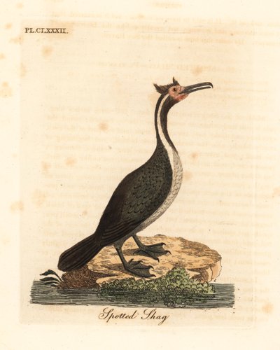Spotted shag eller parekareka, Phalacrocorax punctatus (Pelecanus punctatus). Håndfarget kobberplate tegnet og gravert av John Latham fra hans egen A General History of Birds, Winchester av John Latham