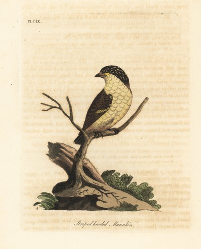 Stripete pardalote, Pardalotus striatus (Stripehodet manakin, Pipra striata). Håndfarget kobberplate tegnet og gravert av John Latham fra hans egen A General History of Birds, Winchester av John Latham