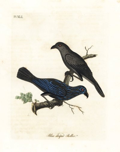 Tråstriet stær, Aplonis striata (Blåstripet rull, Coracias striata). Håndfarget kobberplate tegnet og gravert av John Latham fra hans egen A General History of Birds, Winchester av John Latham